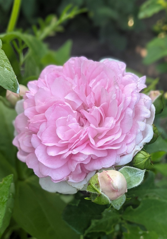 Сад и огород: Мои садово-огородные открытия