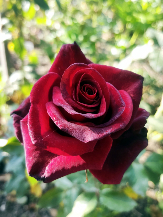 Сад и огород: Мои садово-огородные открытия