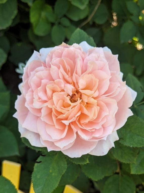 Сад и огород: Мои садово-огородные открытия