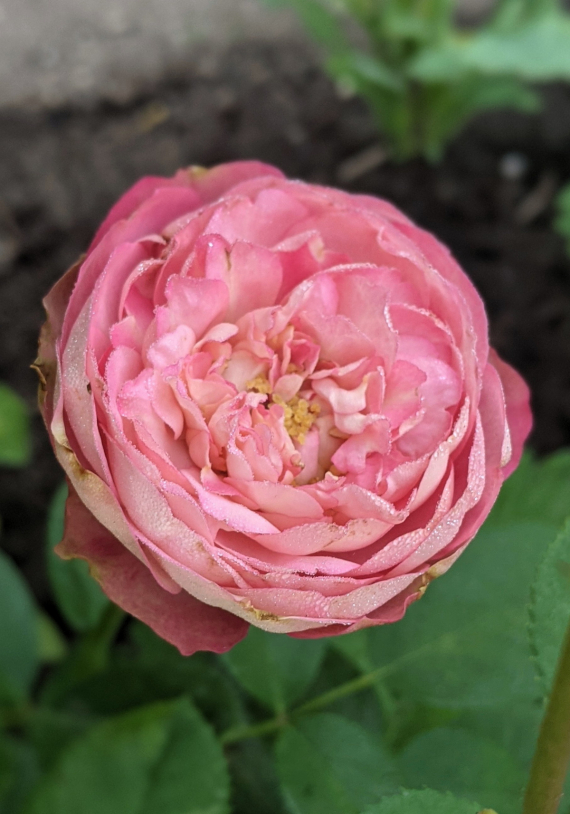 Сад и огород: Мои садово-огородные открытия