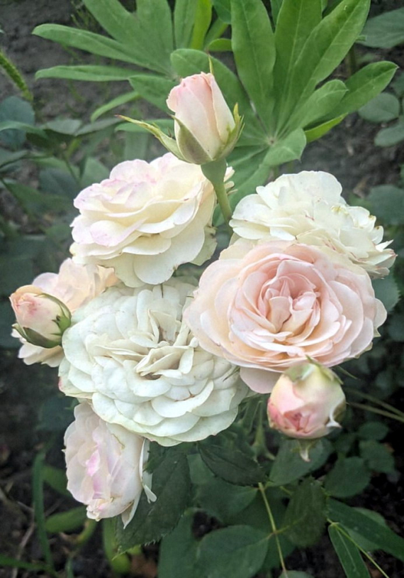 Сад и огород: Мои садово-огородные открытия