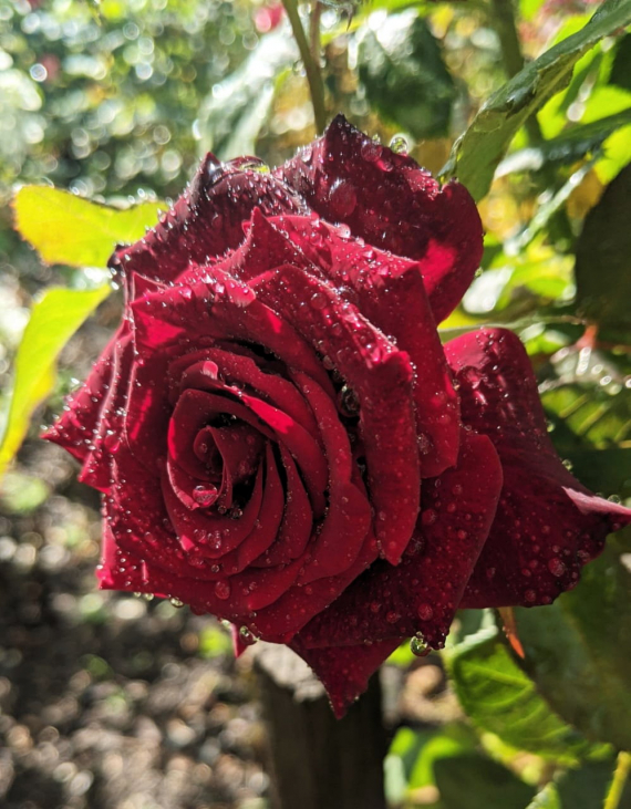 Сад и огород: Мои садово-огородные открытия