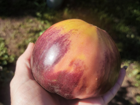 Сад и огород: Мои садово-огородные открытия