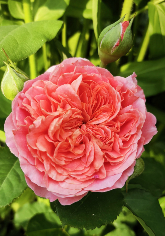 Сад и огород: Мои садово-огородные открытия