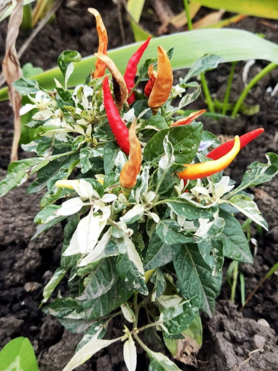 Сад и огород: Мои садово-огородные открытия