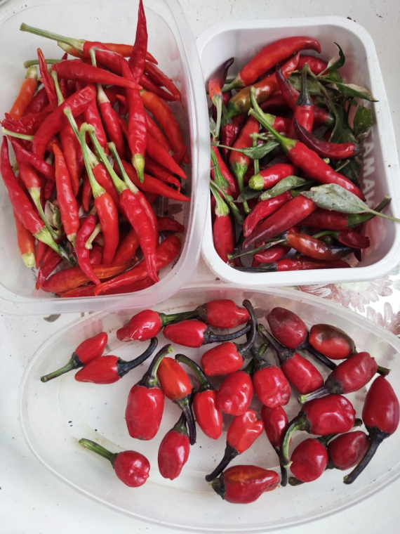 Сад и огород: Мои садово-огородные открытия