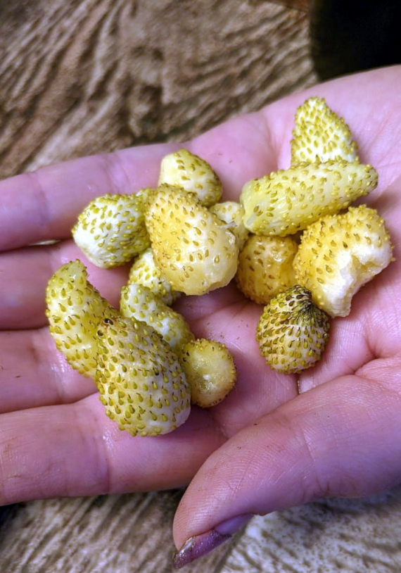 Сад и огород: Мои садово-огородные открытия