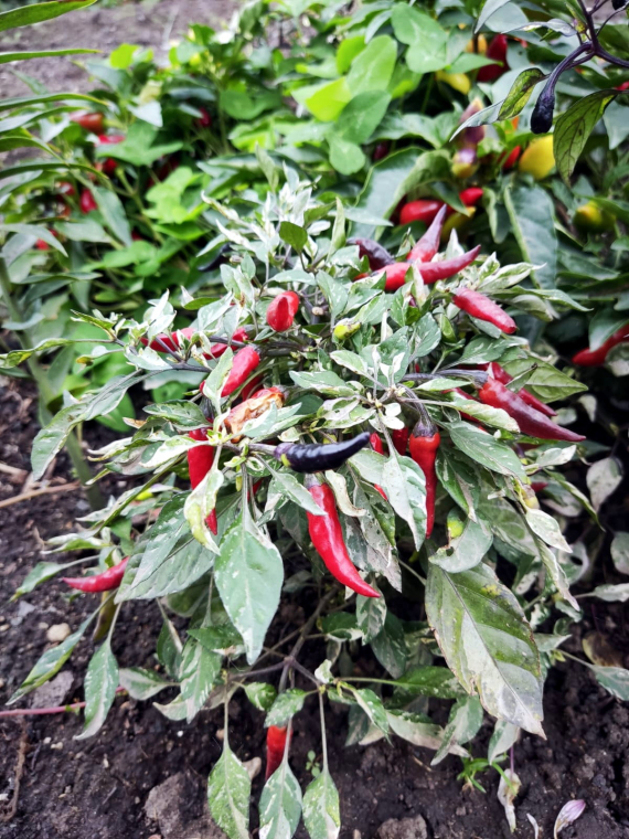 Сад и огород: Мои садово-огородные открытия