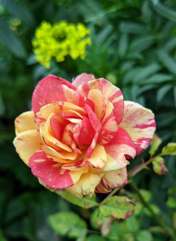 Сад и огород: Мои садово-огородные открытия