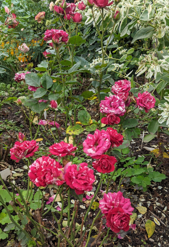 Сад и огород: Мои садово-огородные открытия