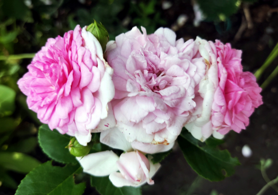 Сад и огород: Мои садово-огородные открытия