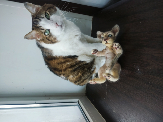 НЕбисерная лавка чудес: Кот по имени Валенок!