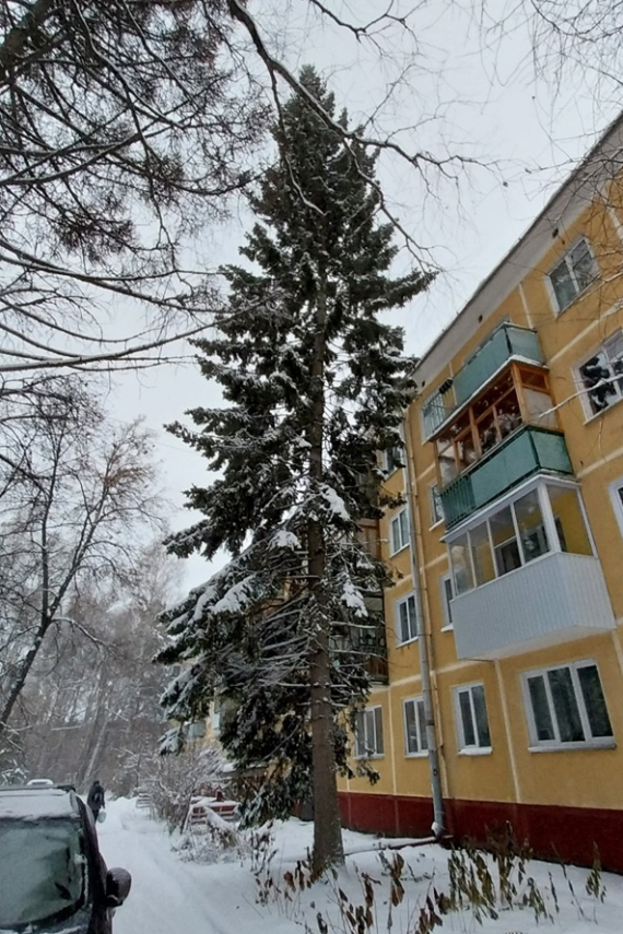 Флешмобы: Итоги флешмоба Моя елка 2026