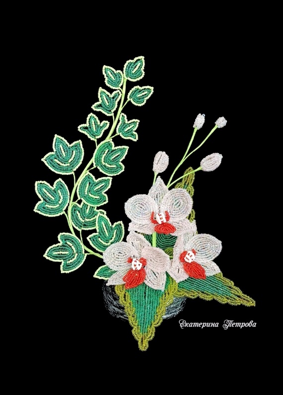 Альбом пользователя Yekaterina: Орхидея Grace Joy