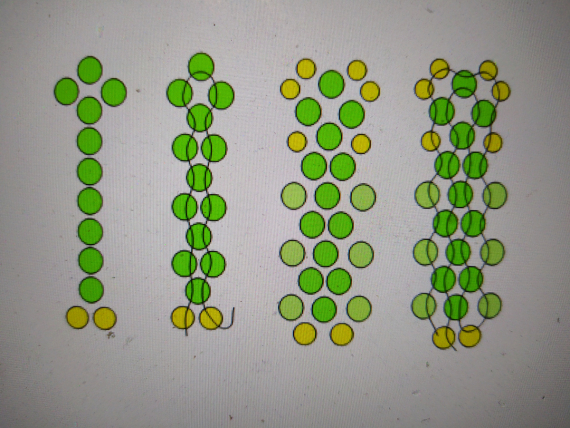 Альбом пользователя ОльгаМинск: Мальва желтая