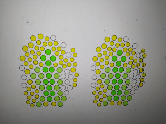 Альбом пользователя ОльгаМинск: Мальва желтая
