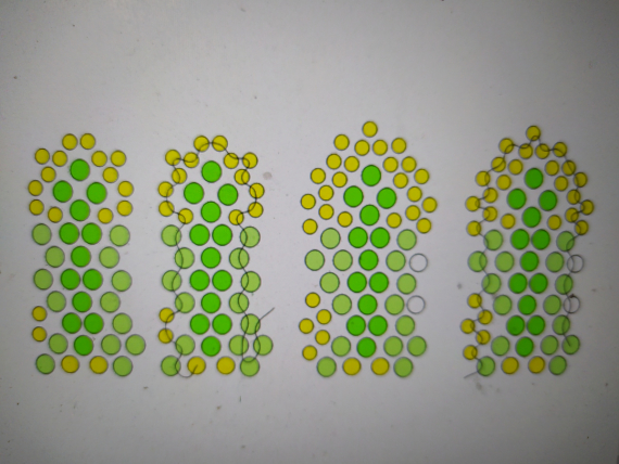 Альбом пользователя ОльгаМинск: Мальва желтая