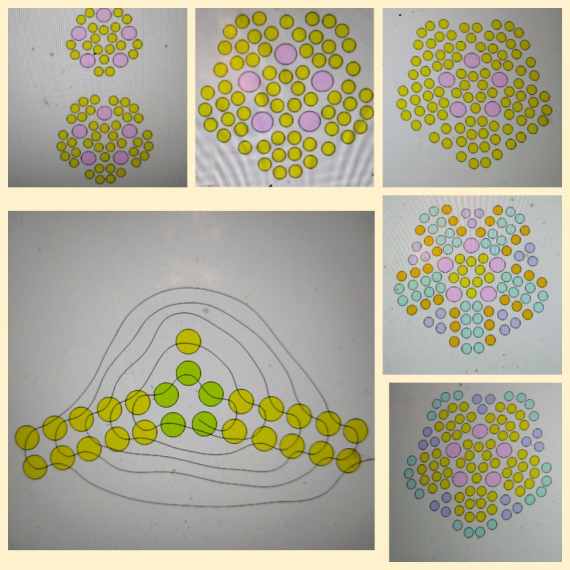Альбом пользователя ОльгаМинск: Мальва желтая