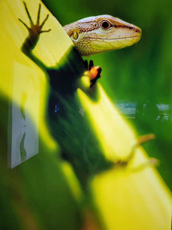 Сад и огород: Схемы: Фотовыставка Золотая черепаха (много фото)