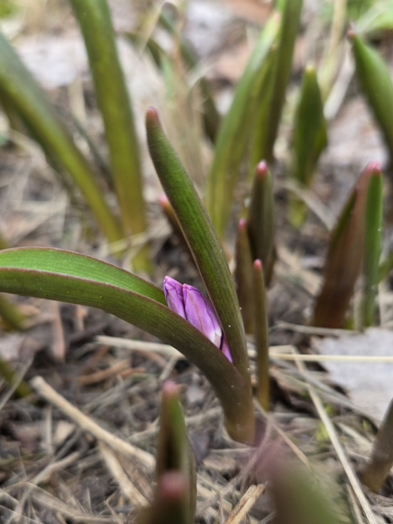 Альбом пользователя Новая: Мои первые цветочки и первоцветы