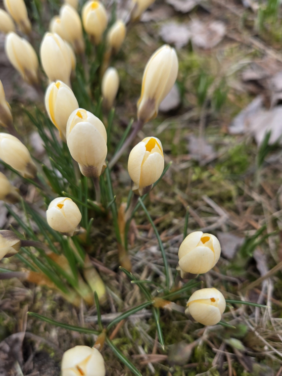Альбом пользователя Новая: Мои первые цветочки и первоцветы