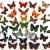 Коллекция 62 больших бабочки