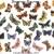 Коллекция 36 бабочек-малявок