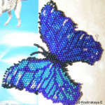 Мой первый морфо менелай. История с осадочком.