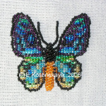 Прицекрыл Приам урвиллианус тканый. Верх и низ.