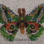 Африканская бабочка Nudaurelia pringleri