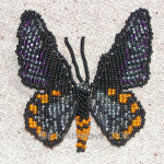 Троидес Ипполит. Самец