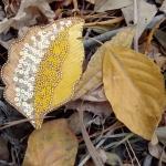 Осень.Листья полетели.