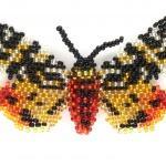 Бабочка Медведица сулей. Коллекция 36 бабочек-малявок