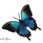 Бабочка "Таинственная красавица"