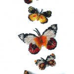 Бабочки делиаски