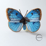 Бабочка Голубянка