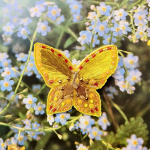 К августовскому флешмобу Золотистая бабочка